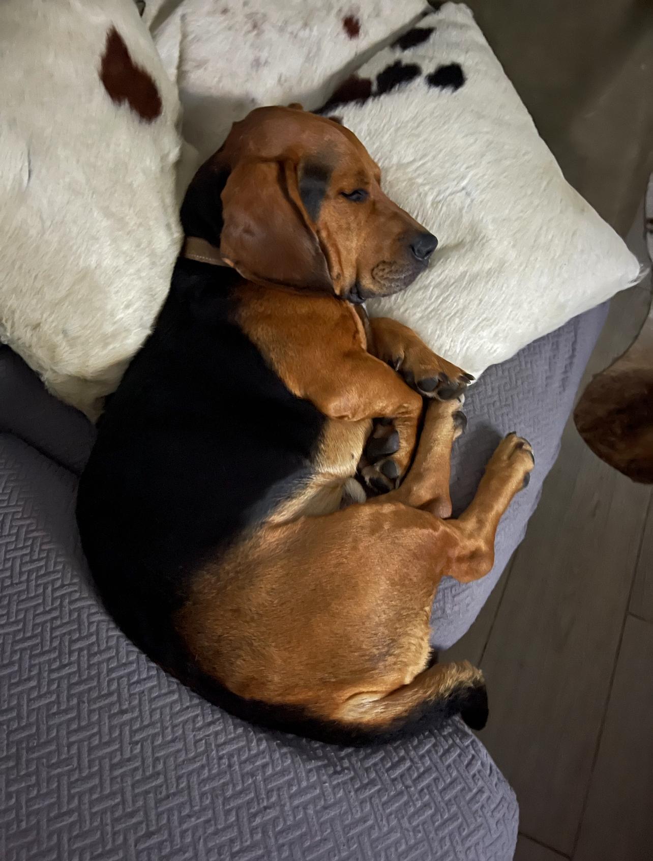 Bingo, Adoptable, Young Male Basset Hound & Bloodhound.