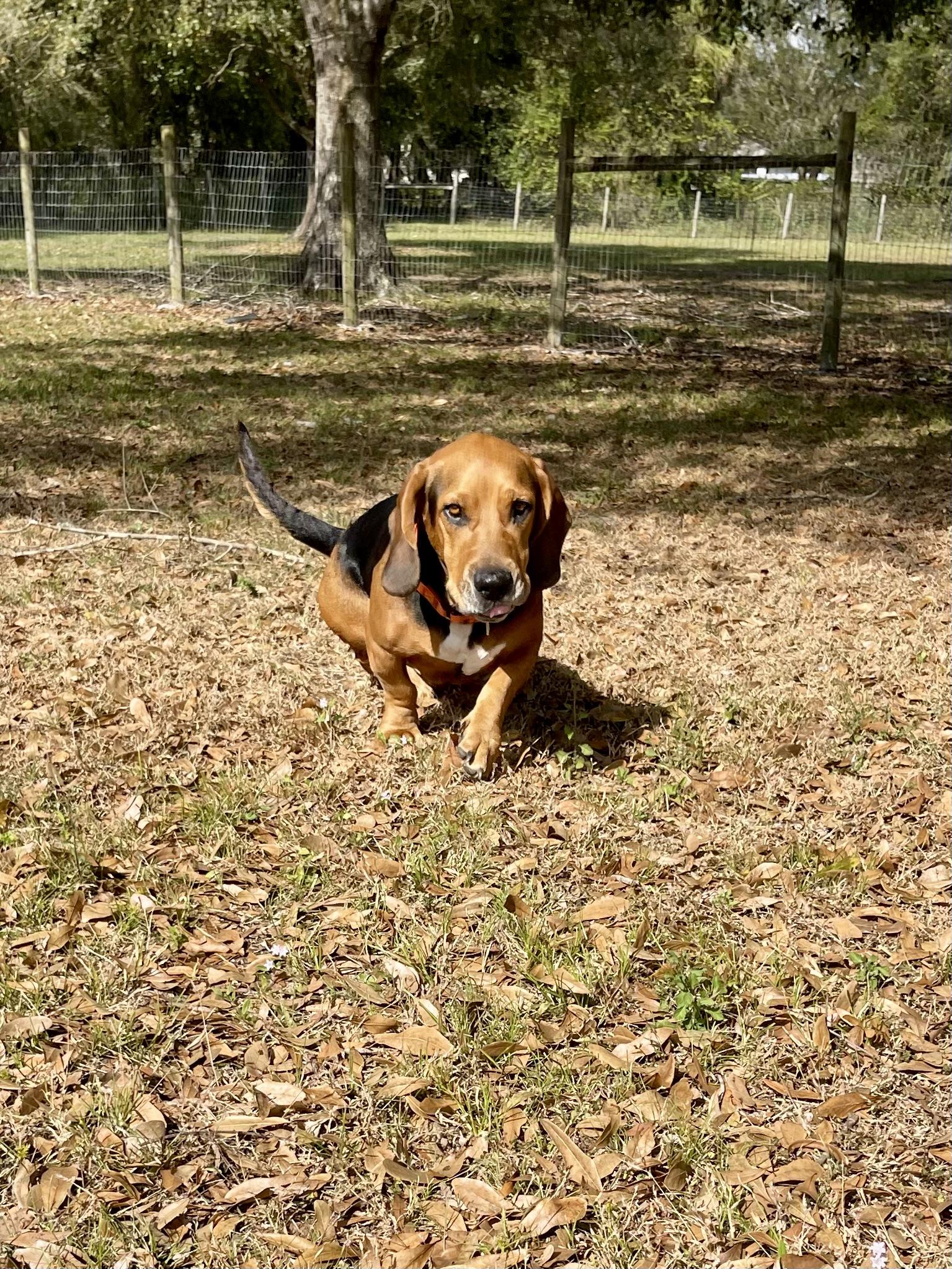 Enlarge Bingo, a Adoptable mixed breed in Fort Pierce, FL image 4/4