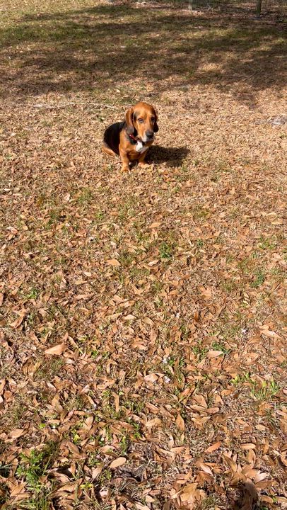 Enlarge Bingo, a Adoptable mixed breed in Fort Pierce, FL video 2/4