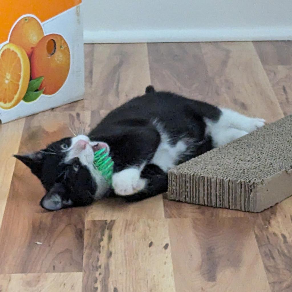 Enlarge Cash, a Adoptable Domestic Short Hair in Somerset, NJ image 5/5