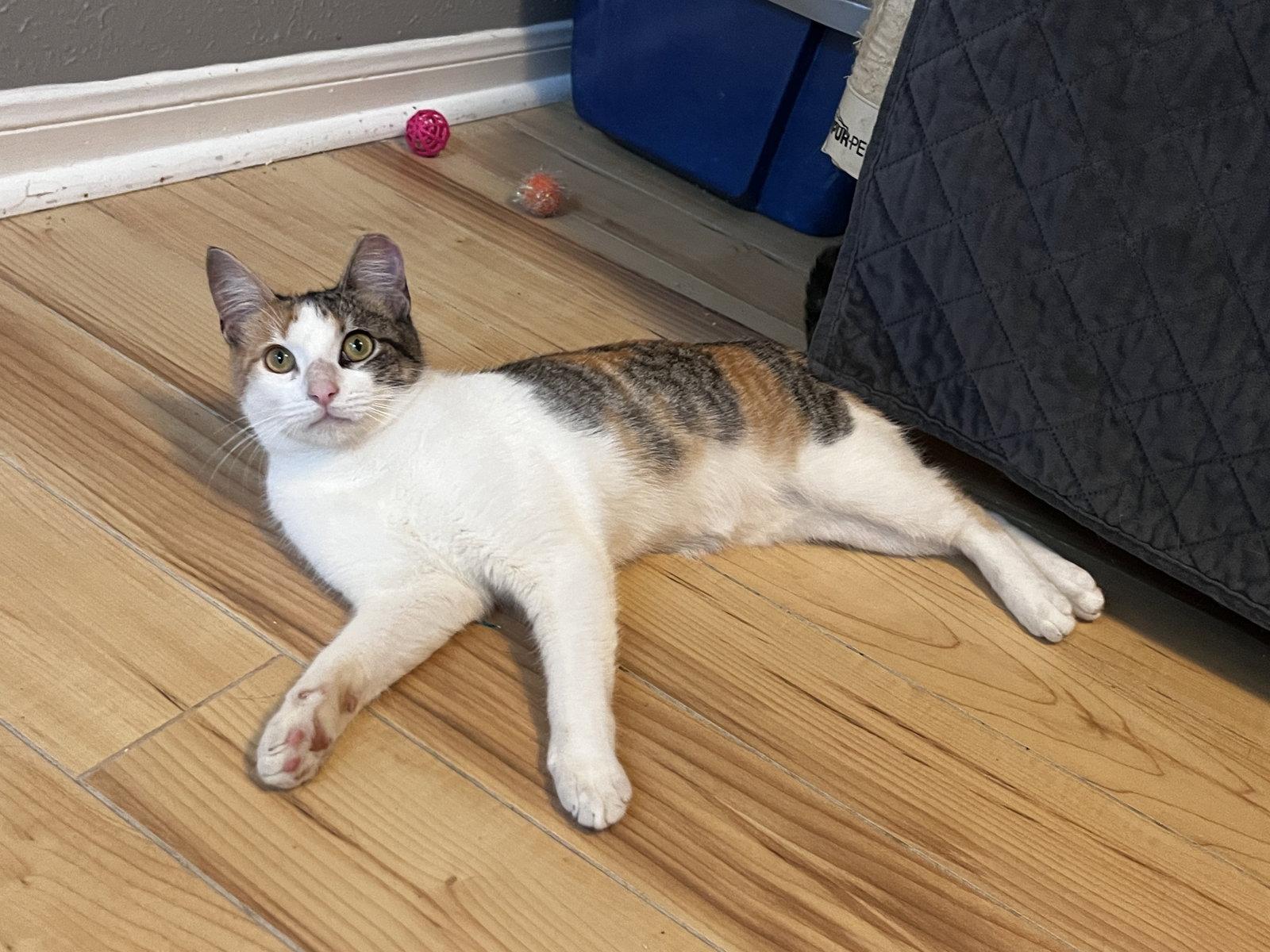 Holly, Adoptable, Young Female Calico.
