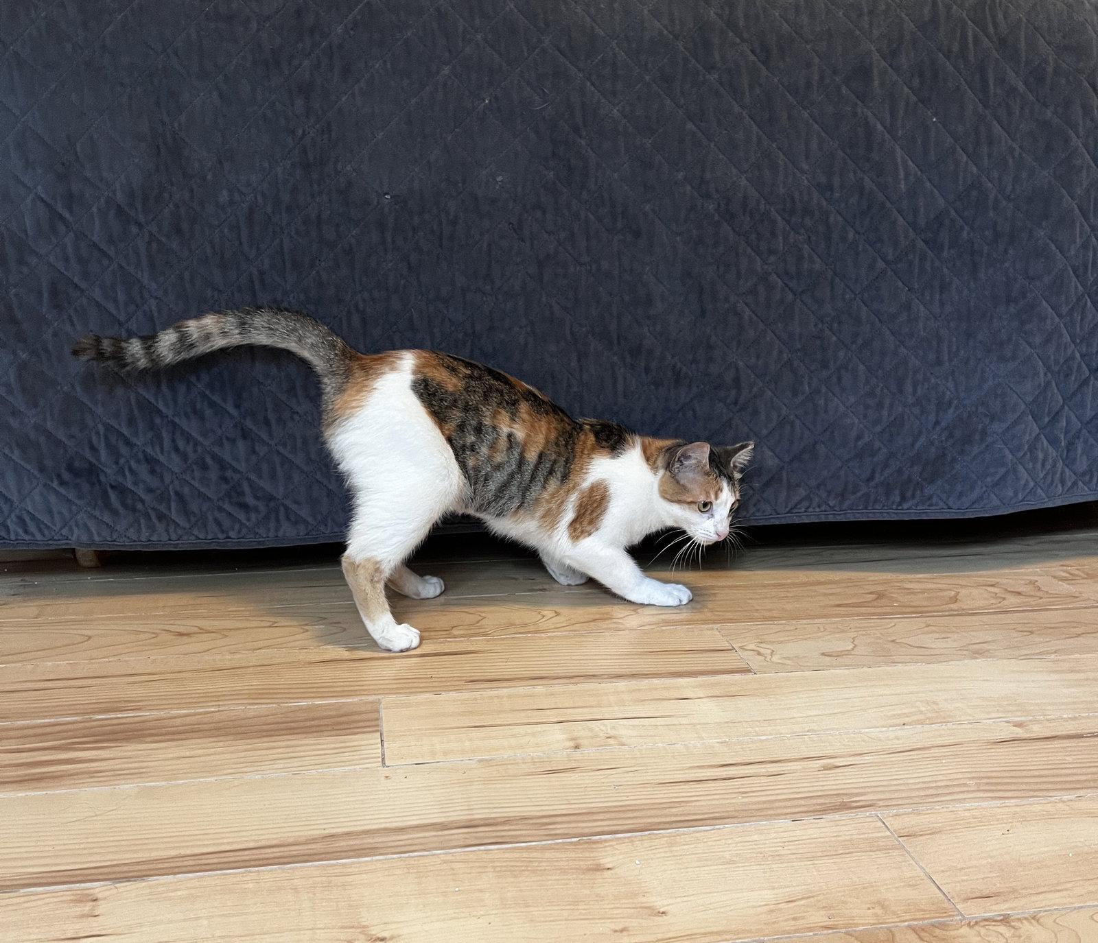 Enlarge Holly, a Adoptable Calico in Houston, TX image 2/3