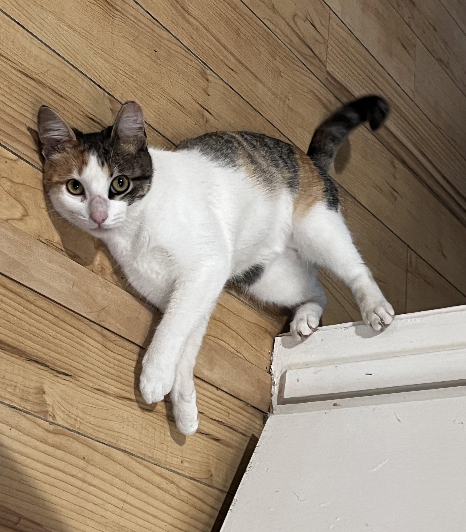 Enlarge Holly, a Adoptable Calico in Houston, TX image 3/3