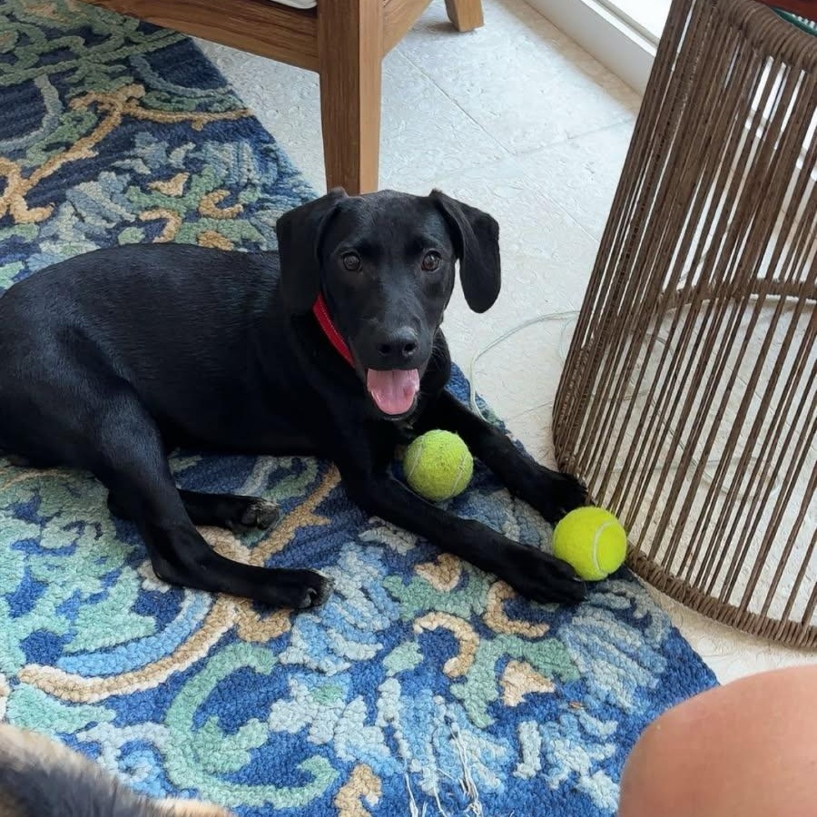 George Michael, Baby Male Black Labrador Retriever