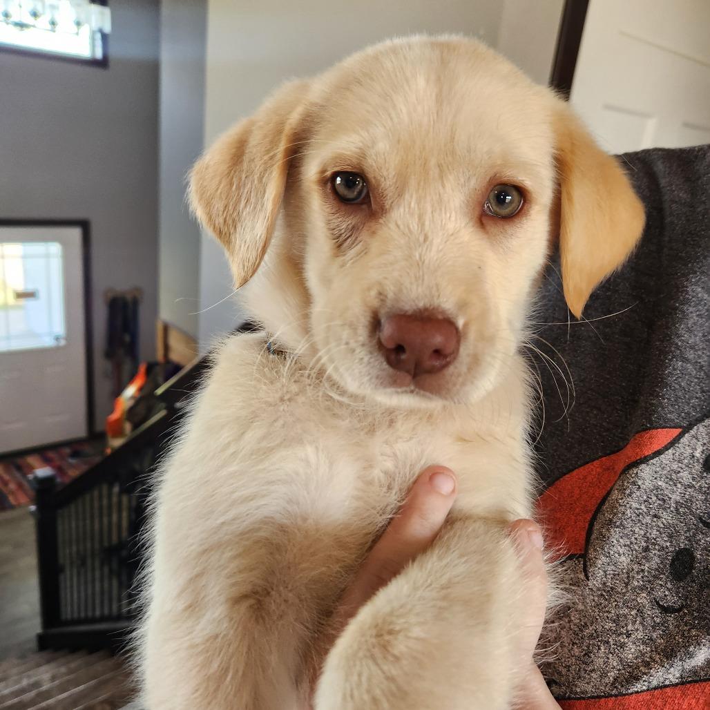 Enlarge Zara, a Adoptable Labrador Retriever in Oak Grove, MN image 2/2