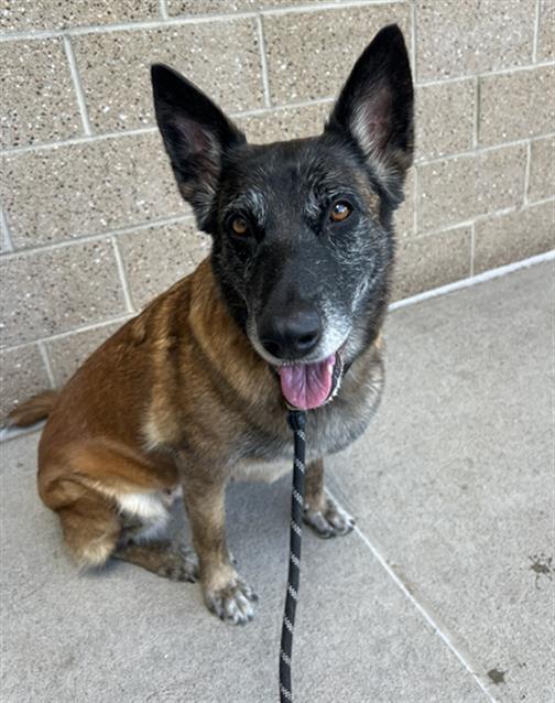 Enlarge NALA, a Adoptable Dutch Shepherd in Denver, CO image 1/1