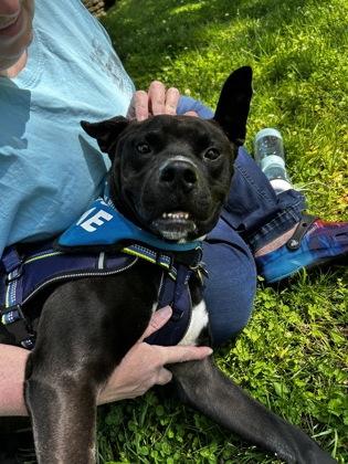 Enlarge Farley, a ADOPTABLE Mixed Breed in Hamilton, OH image 2/2