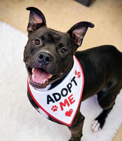 Enlarge Farley, a ADOPTABLE Mixed Breed in Hamilton, OH image 1/2