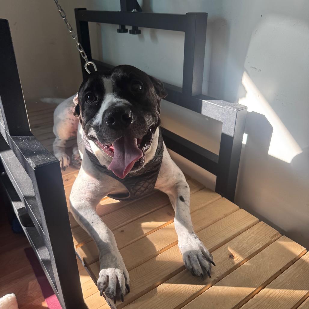 L-49-25 Freddy, Adoptable, Adult Male Pit Bull Terrier & Mixed Breed.