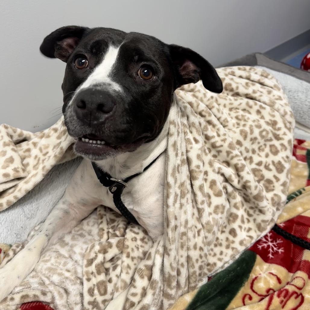 Enlarge L-49-25 Freddy, a Adoptable mixed breed in Watertown, NY image 3/6