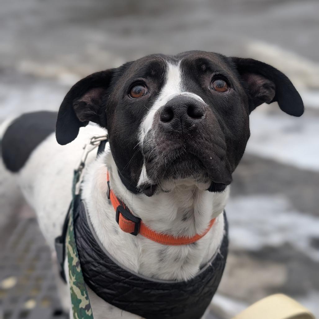 L-49-25 Freddy — thumbnail 4