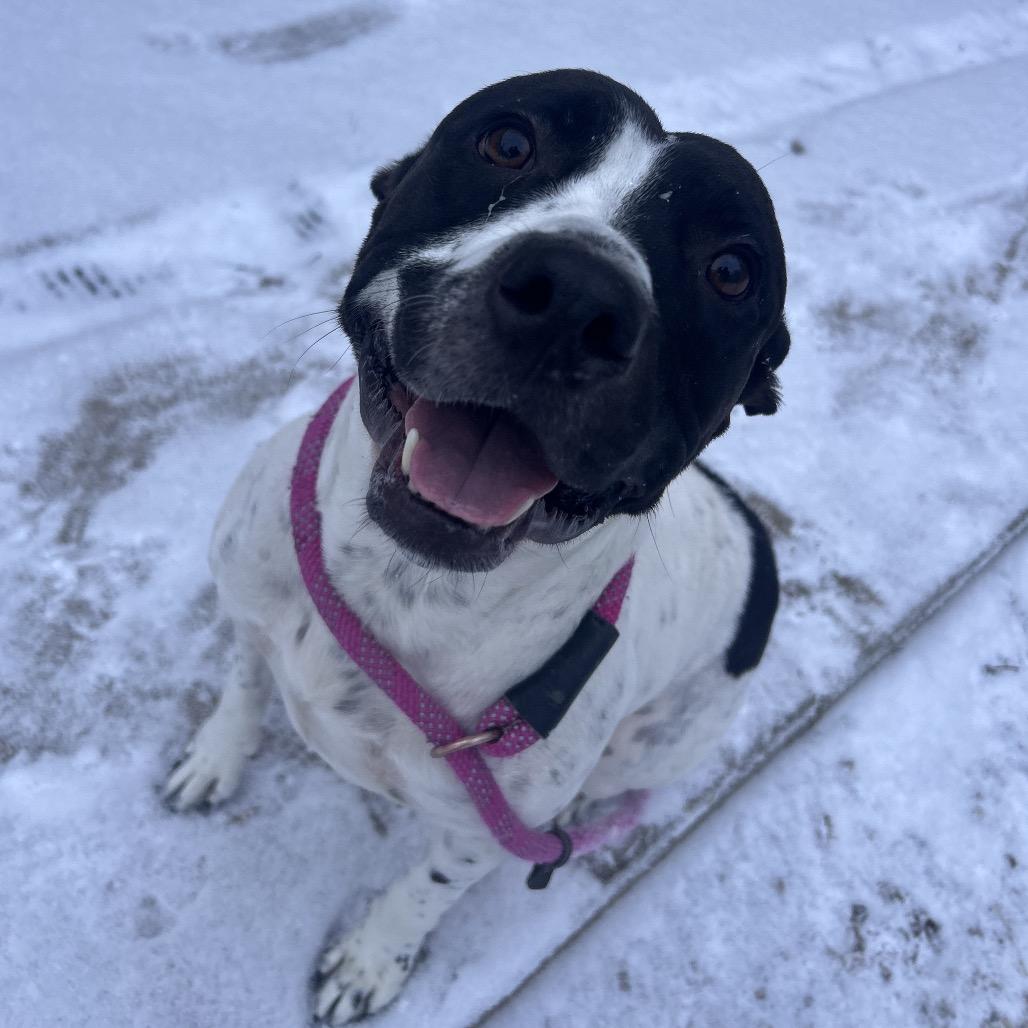 Enlarge L-49-25 Freddy, a Adoptable mixed breed in Watertown, NY image 4/6