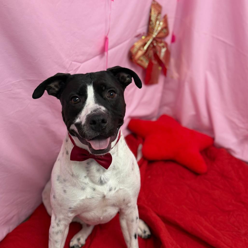 Enlarge L-49-25 Freddy, a Adoptable mixed breed in Watertown, NY image 5/6