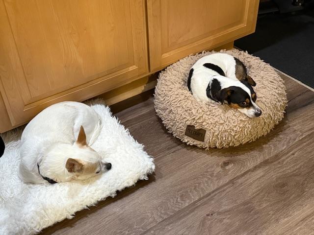 Domino, a Adoptable mixed breed in Fairfield, CA image 5/6