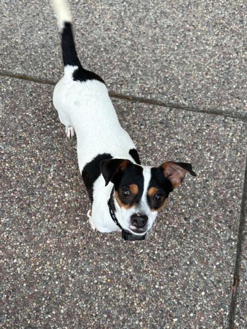 Domino, Adoptable, Young Male Rat Terrier & Jack Russell Terrier.