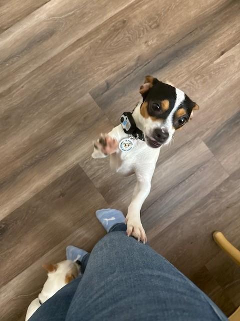 Enlarge Domino, a Adoptable mixed breed in Fairfield, CA image 3/6