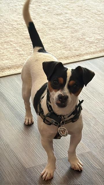 Domino, Adoptable, Young Male Jack Russell Terrier & Chihuahua.