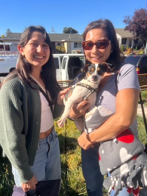 Domino, a Adoptable mixed breed in Fairfield, CA image 3/6