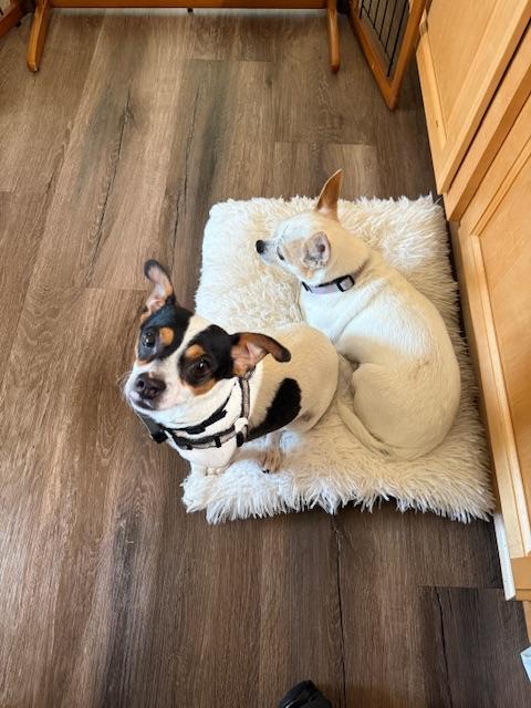 Domino, a Adoptable mixed breed in Fairfield, CA image 4/6