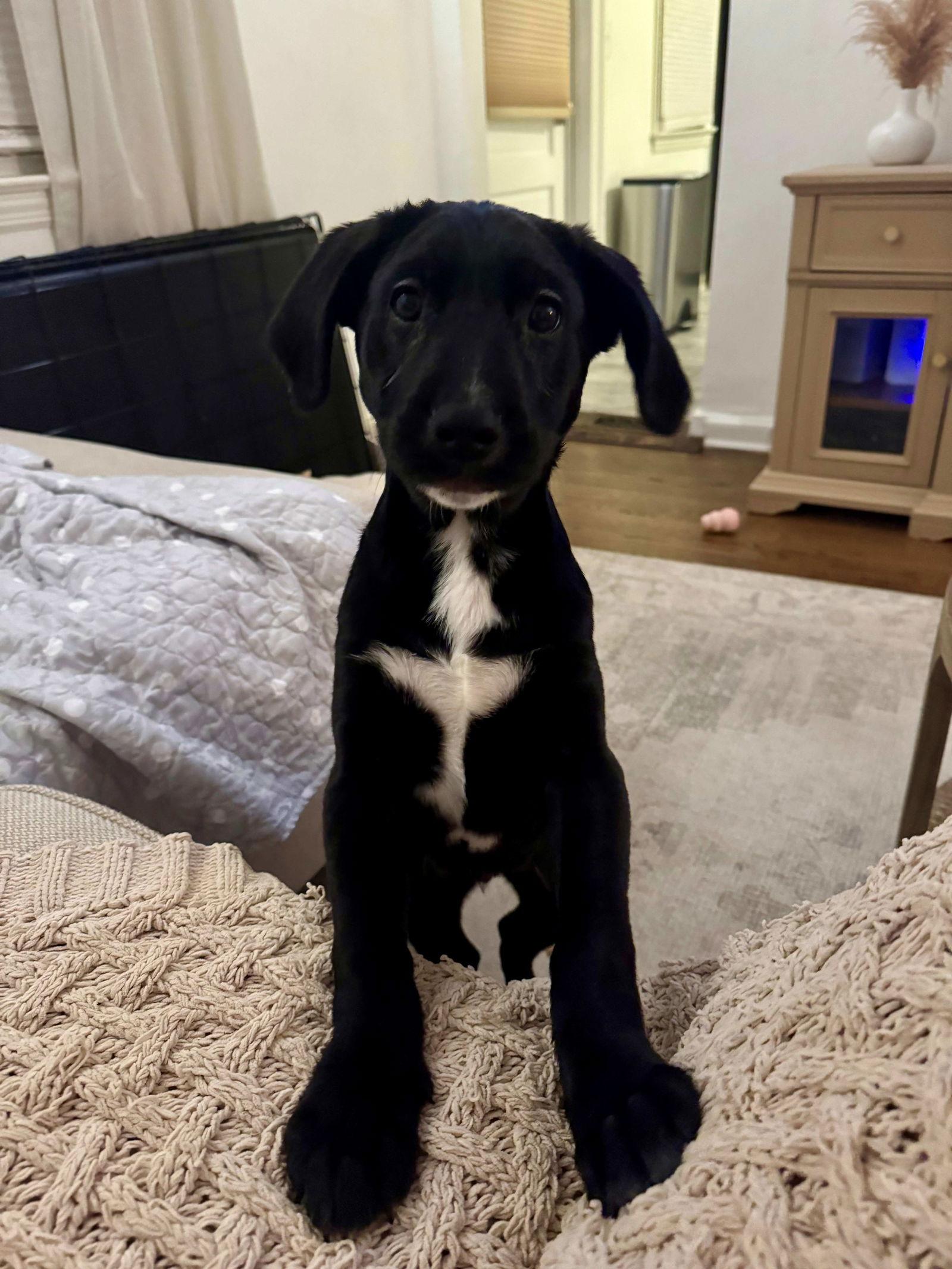 Spencer, Adoptable, Puppy Male Black Labrador Retriever.
