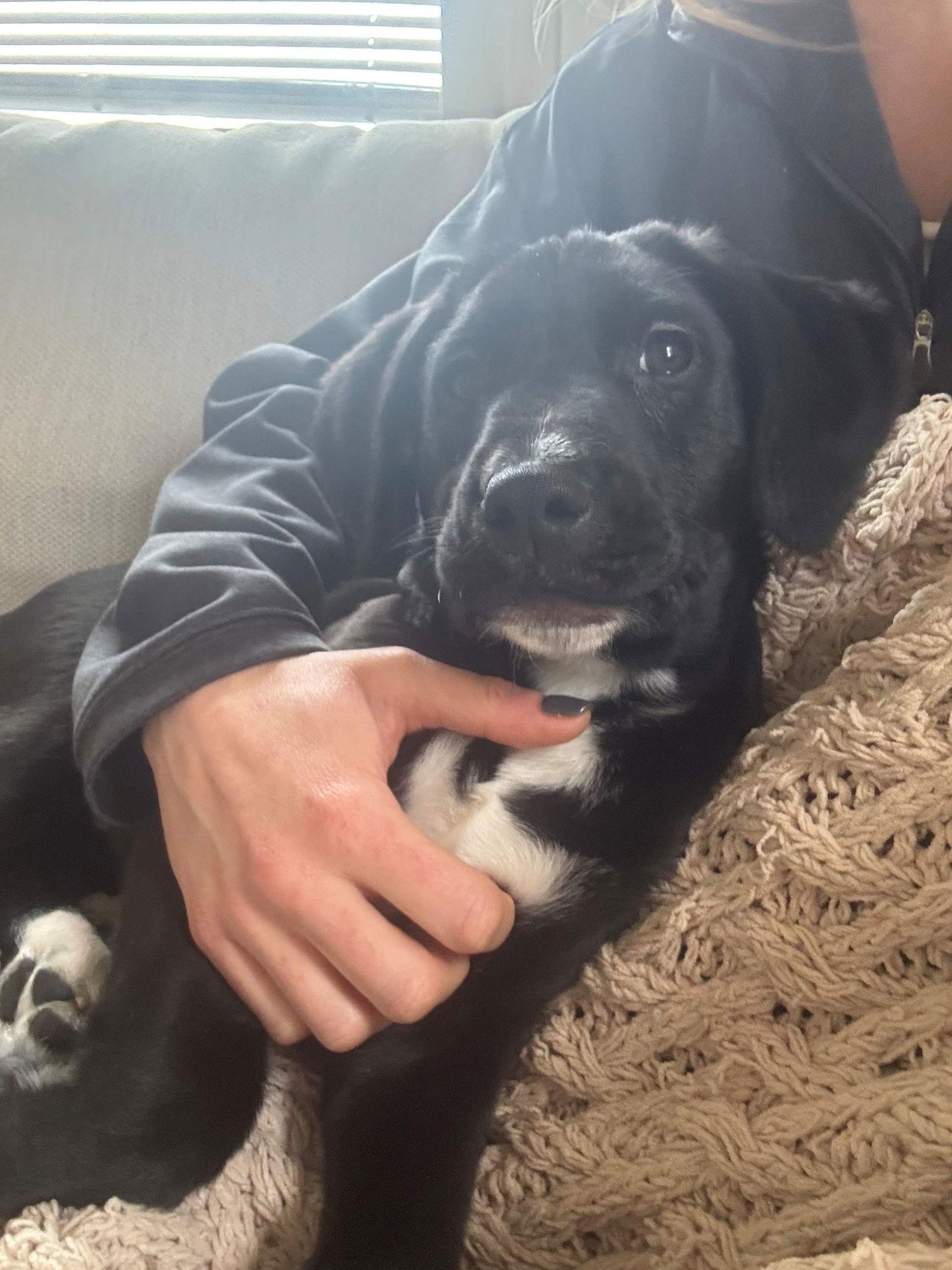 Enlarge Spencer, a Adoptable Black Labrador Retriever in Cliffwood, NJ image 3/3