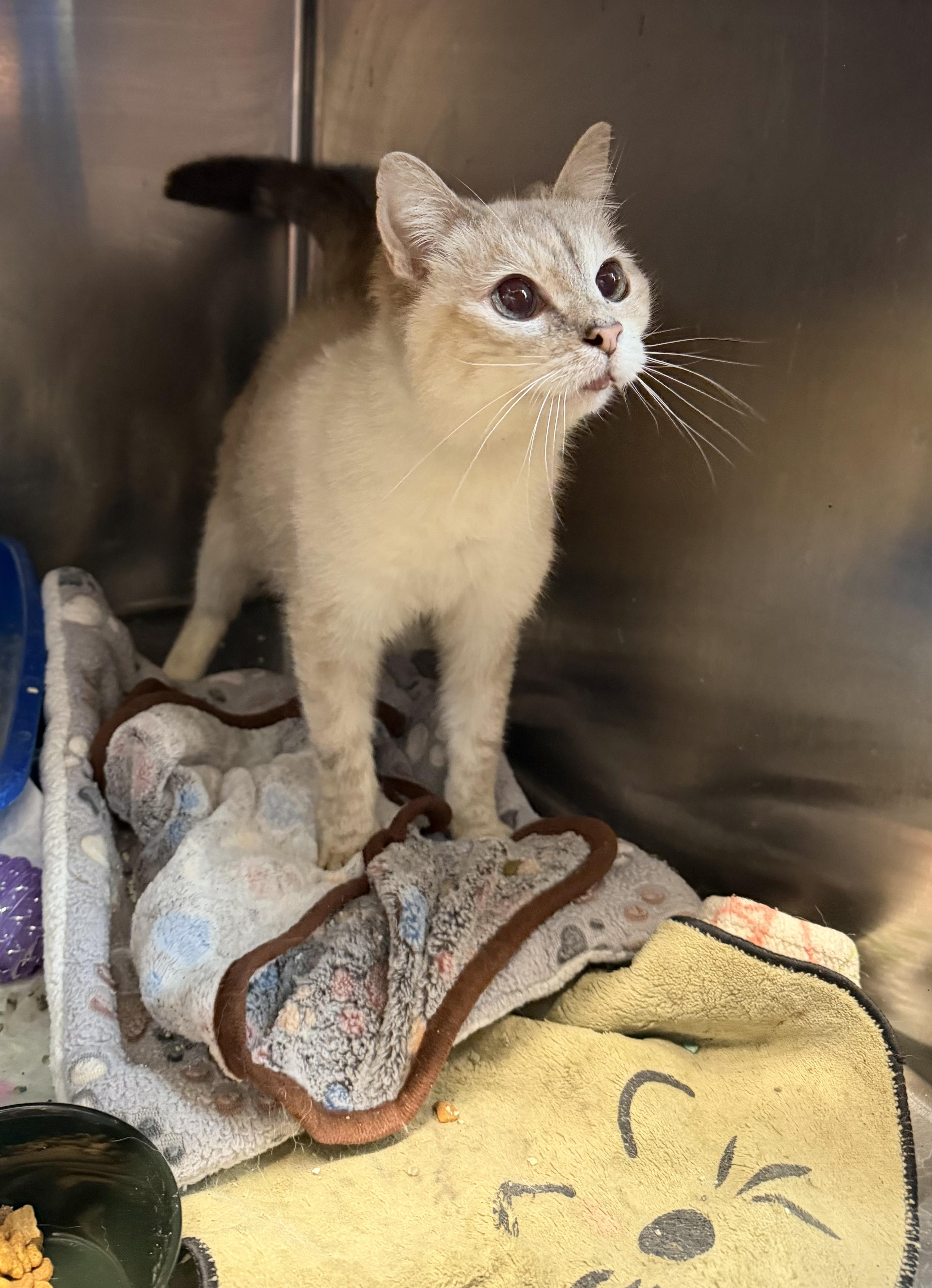 Enlarge Creamy, an adopted Domestic Short Hair in Warren, OH image 3/5