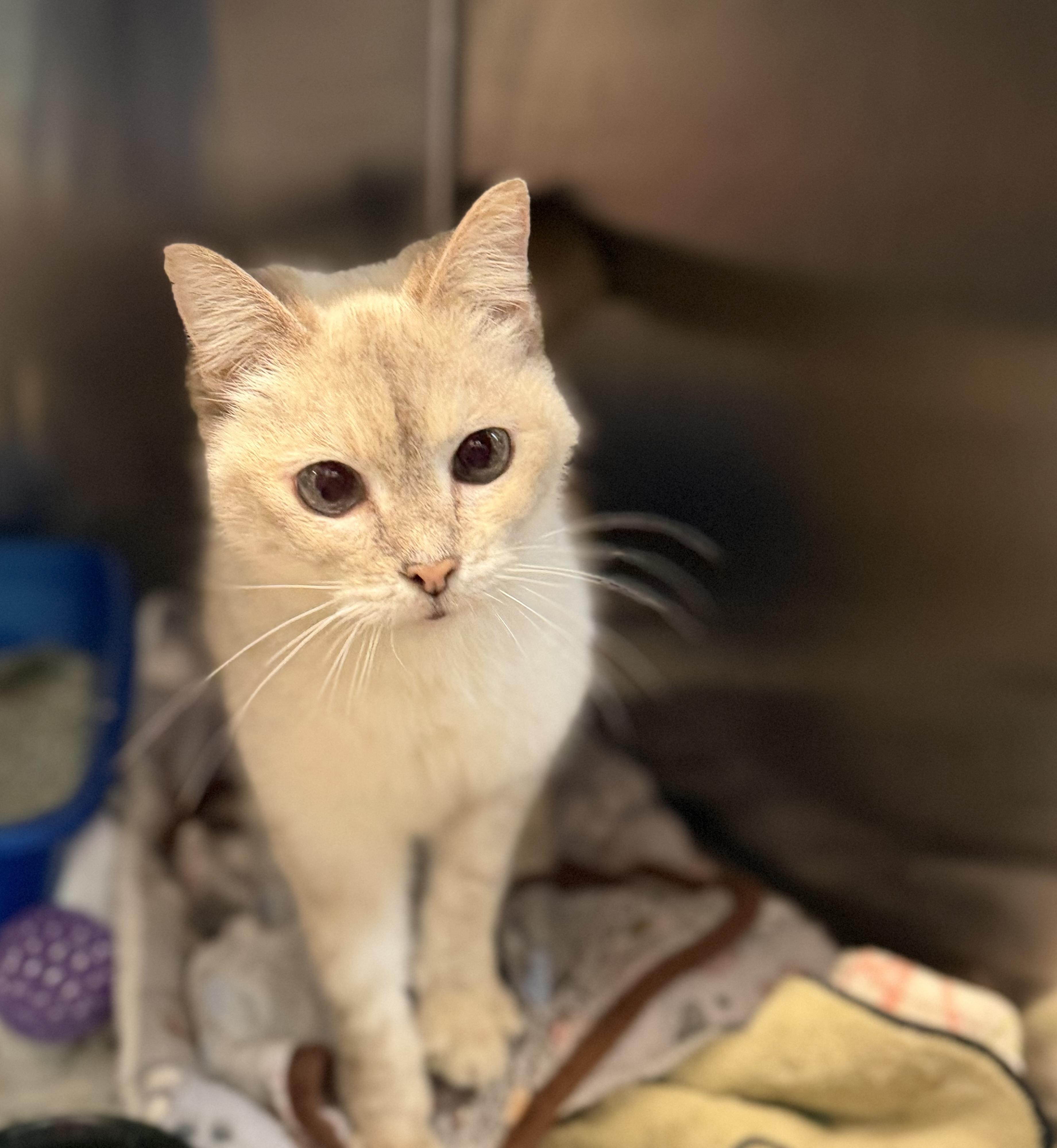 Enlarge Creamy, an adopted Domestic Short Hair in Warren, OH image 2/5