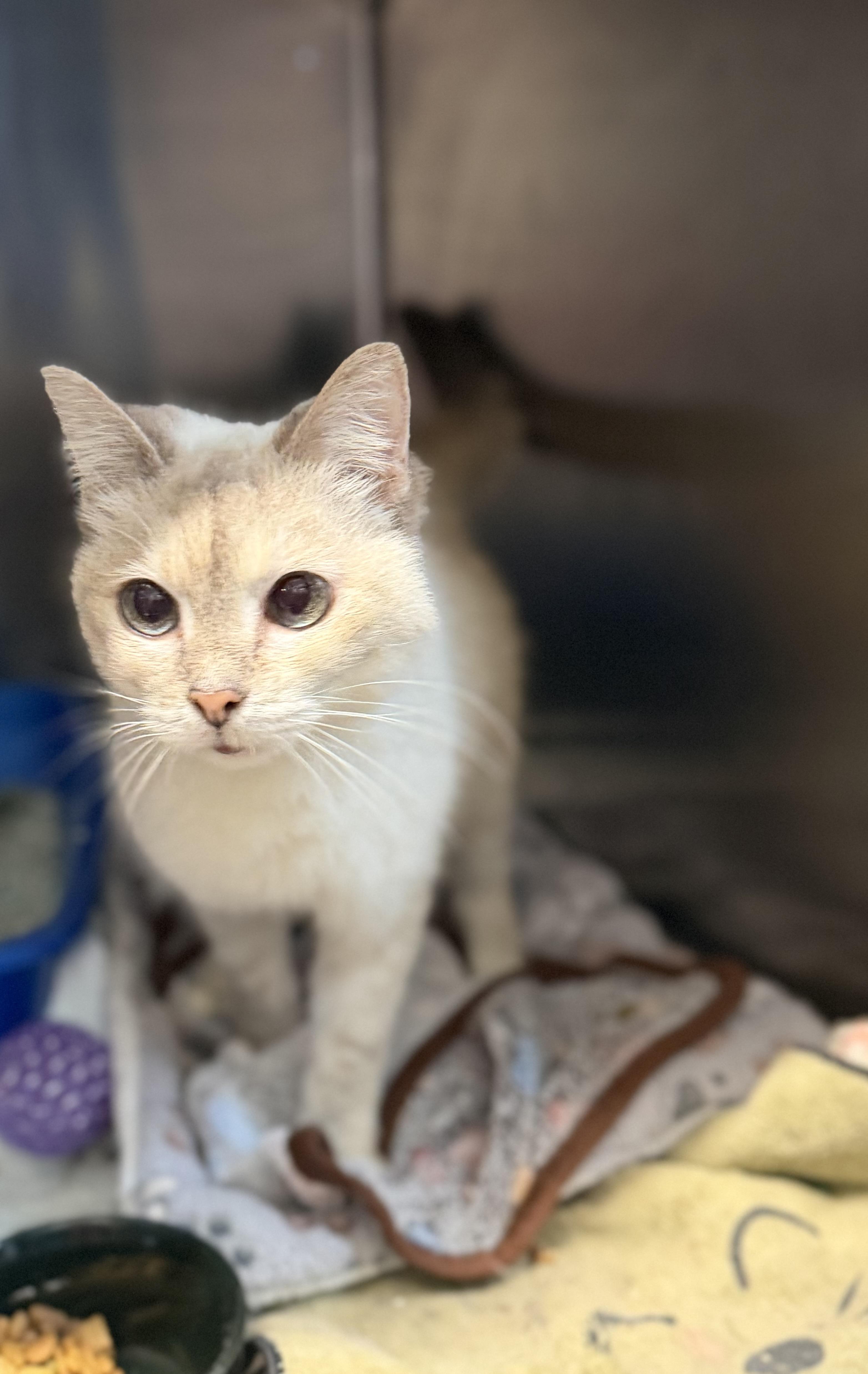 Enlarge Creamy, an adopted Domestic Short Hair in Warren, OH image 4/5