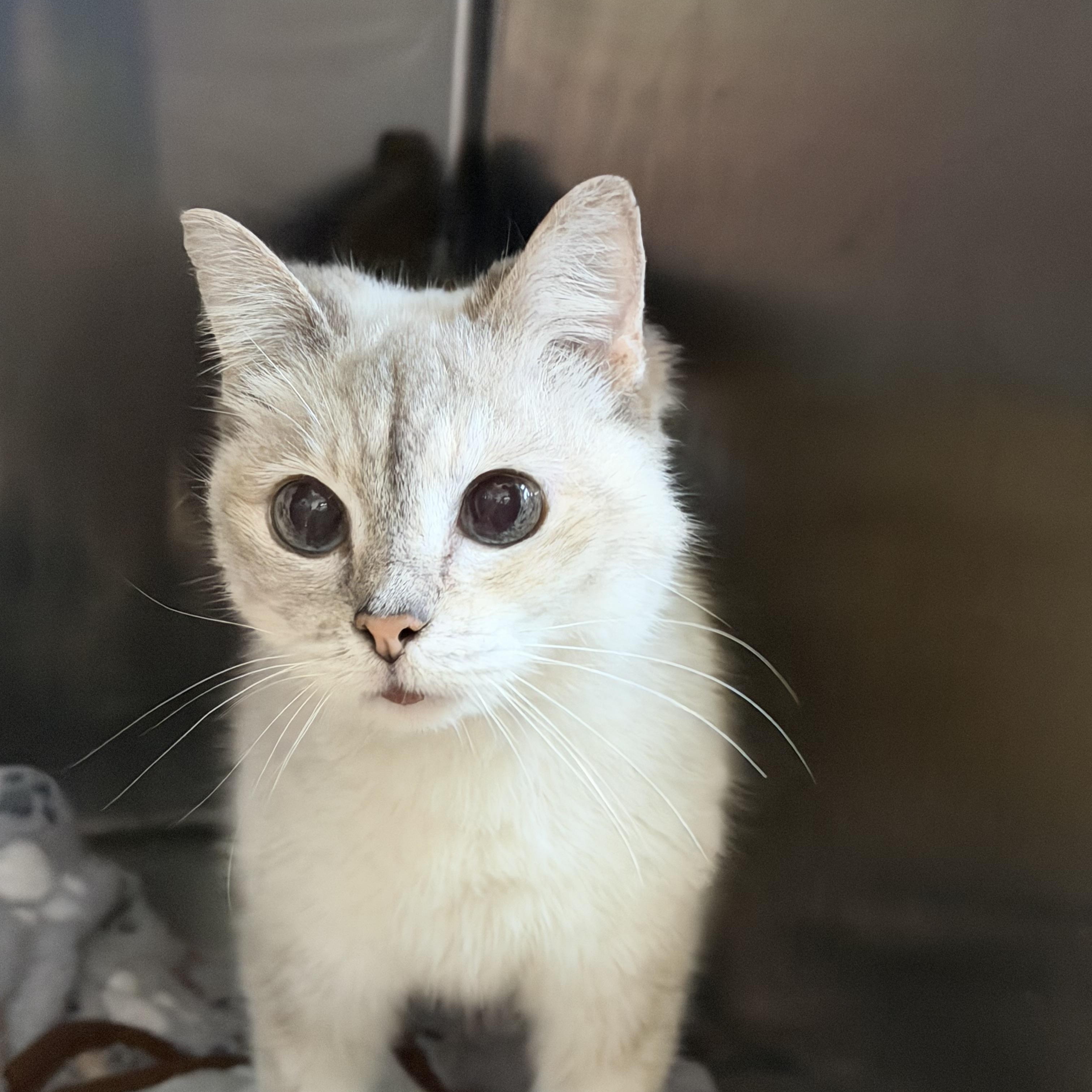 Creamy, adopted, Young Female Domestic Short Hair.