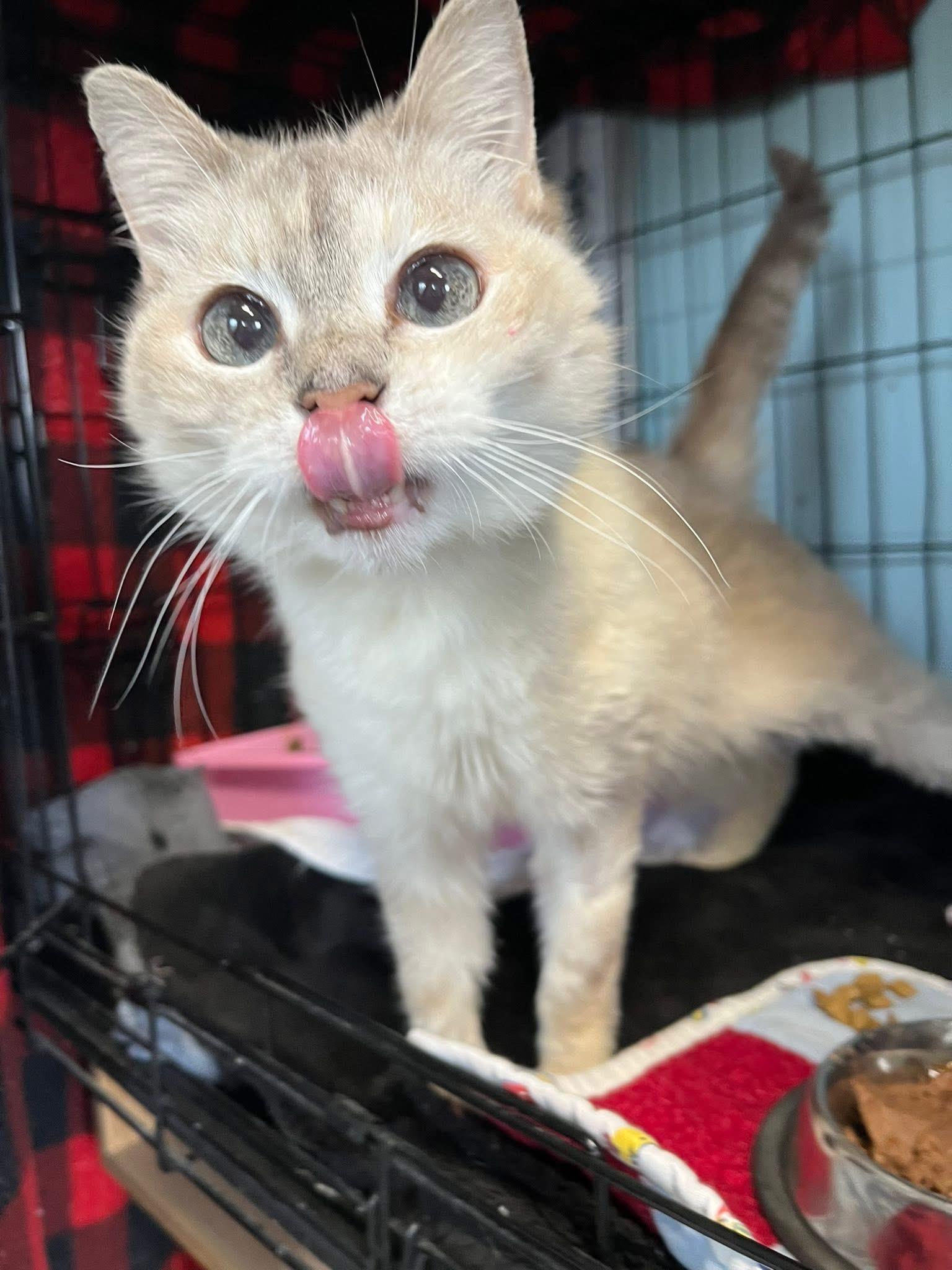 Enlarge Creamy, an adopted Domestic Short Hair in Warren, OH image 5/5