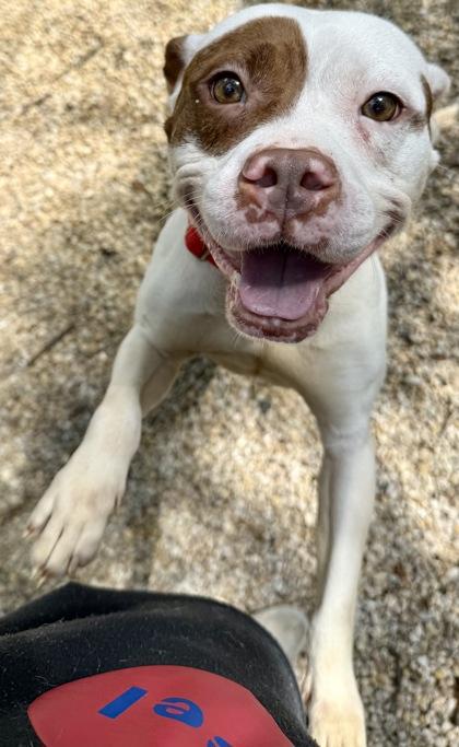 Enlarge Lexi love, a Adoptable Mixed Breed in West Chester, PA image 1/2