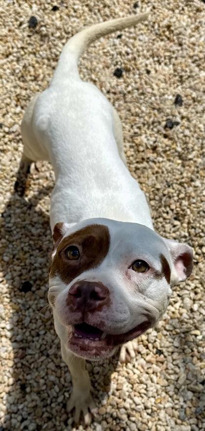 Enlarge Lexi love, a Adoptable Mixed Breed in West Chester, PA image 2/3