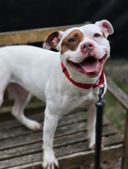 Enlarge Lexi love, a Adoptable Mixed Breed in West Chester, PA image 3/3