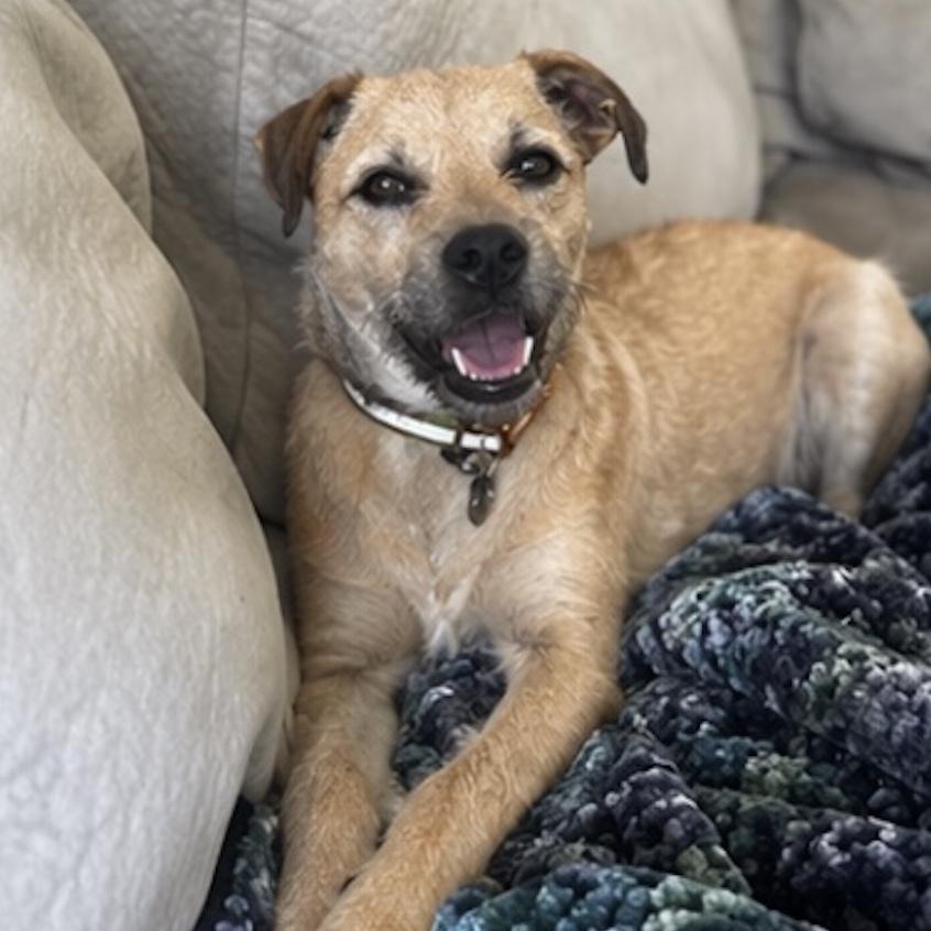 Enlarge JJ, a ADOPTABLE mixed breed in Austin, TX image 1/6