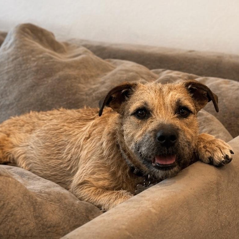 Enlarge JJ, a ADOPTABLE mixed breed in Austin, TX image 5/6