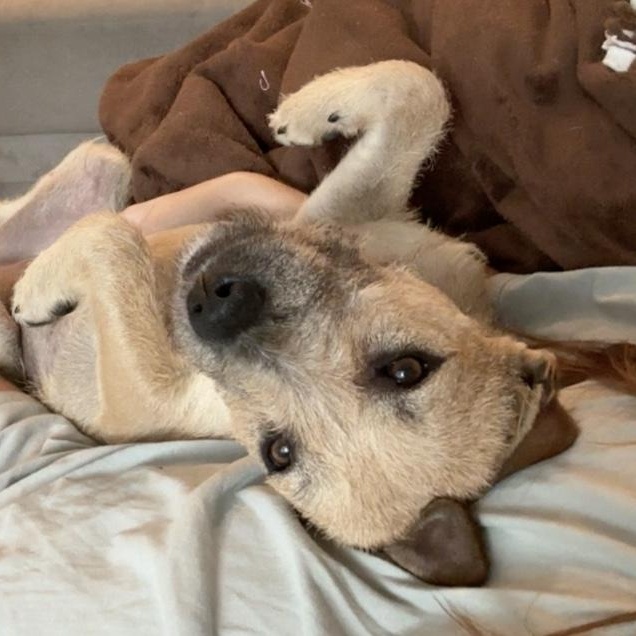 Enlarge JJ, a ADOPTABLE mixed breed in Austin, TX image 3/6