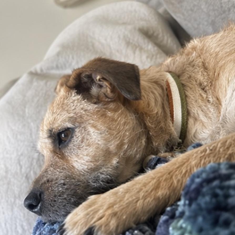 Enlarge JJ, a ADOPTABLE mixed breed in Austin, TX image 6/6