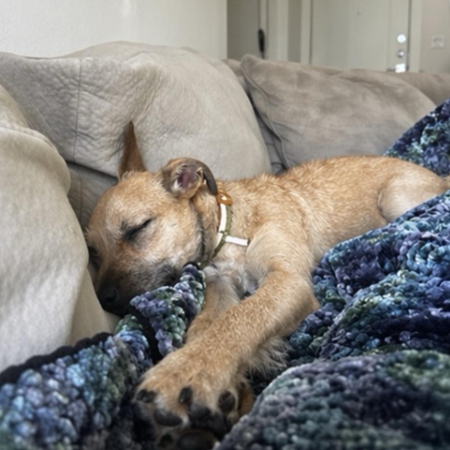 Enlarge JJ, a ADOPTABLE mixed breed in Austin, TX image 2/6