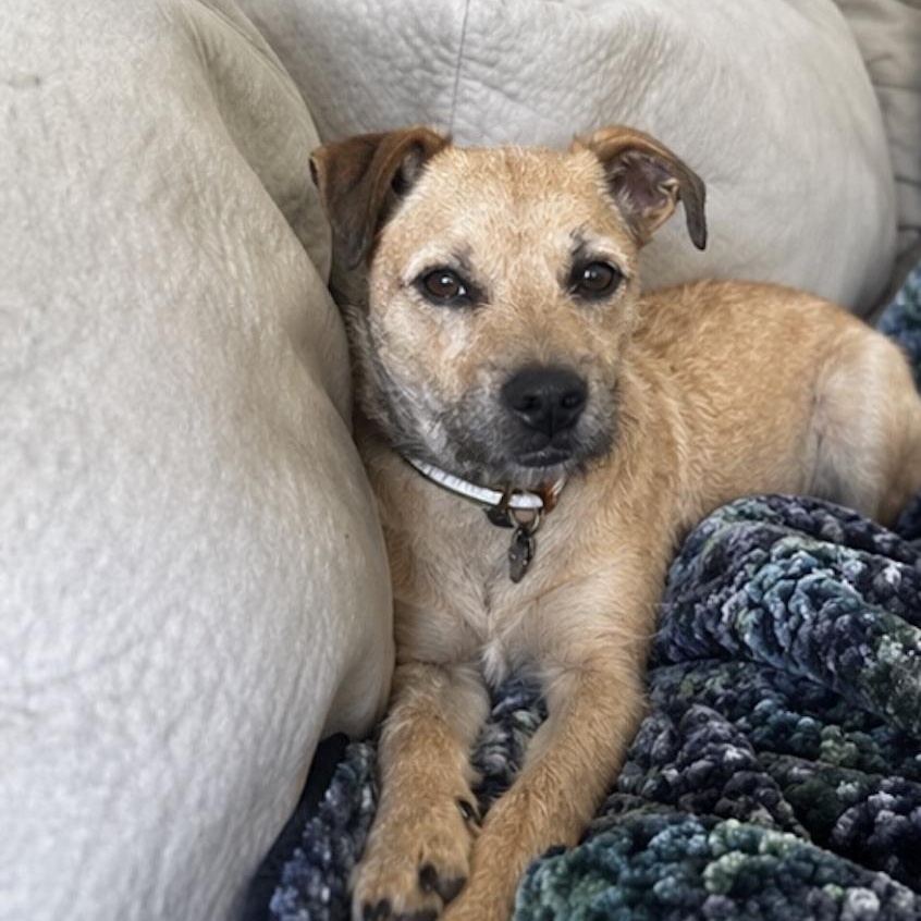 Enlarge JJ, a ADOPTABLE mixed breed in Austin, TX image 4/6