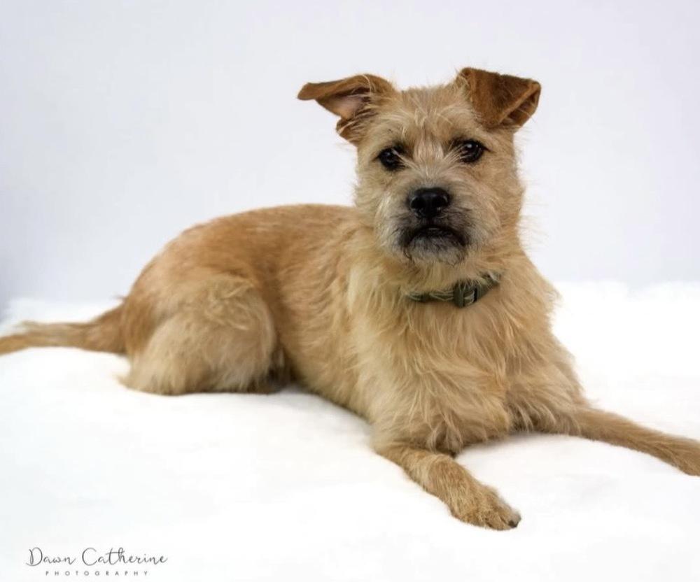 Zelda, Adoptable, Young Female Border Terrier.