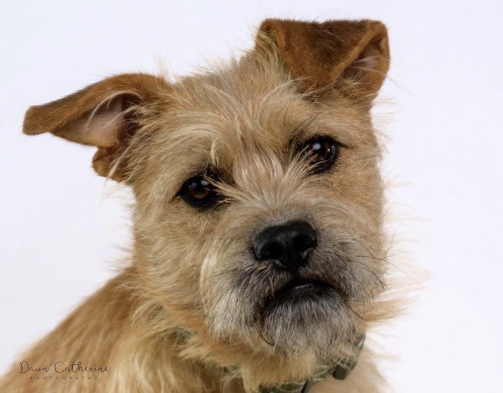 Zelda, a Adoptable mixed breed in Commerce City, CO image 3/6