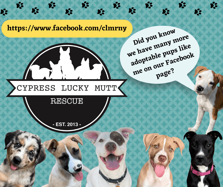 Cypress Lucky Mutt Northeast, Adoptable, Puppy Male Mixed Breed.