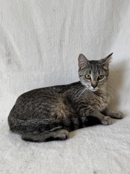 Enlarge Granola, a ADOPTABLE mixed breed in Buffalo, MN image 1/1
