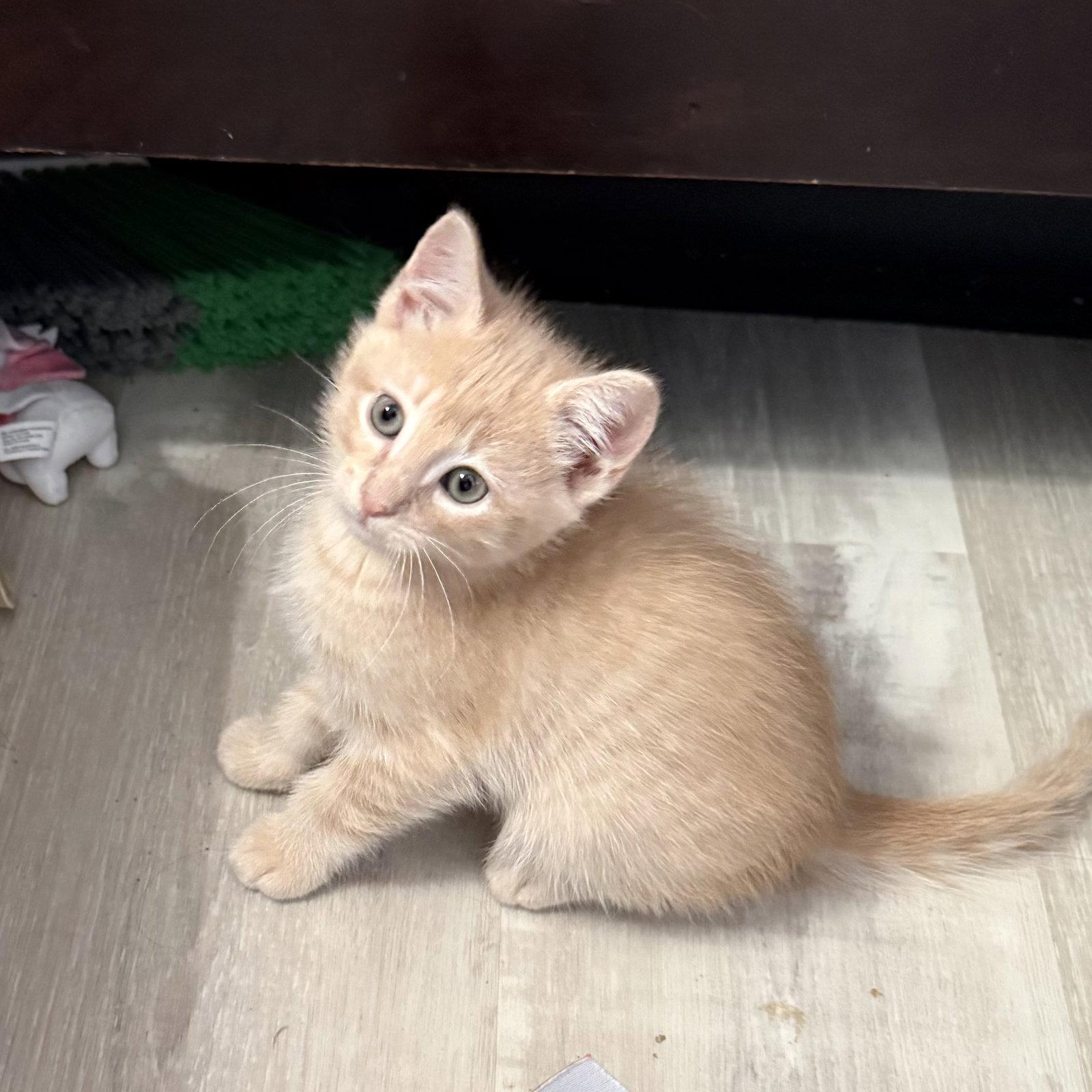 Enlarge Frostland, a Adopted mixed breed in Rosenberg, TX image 1/1