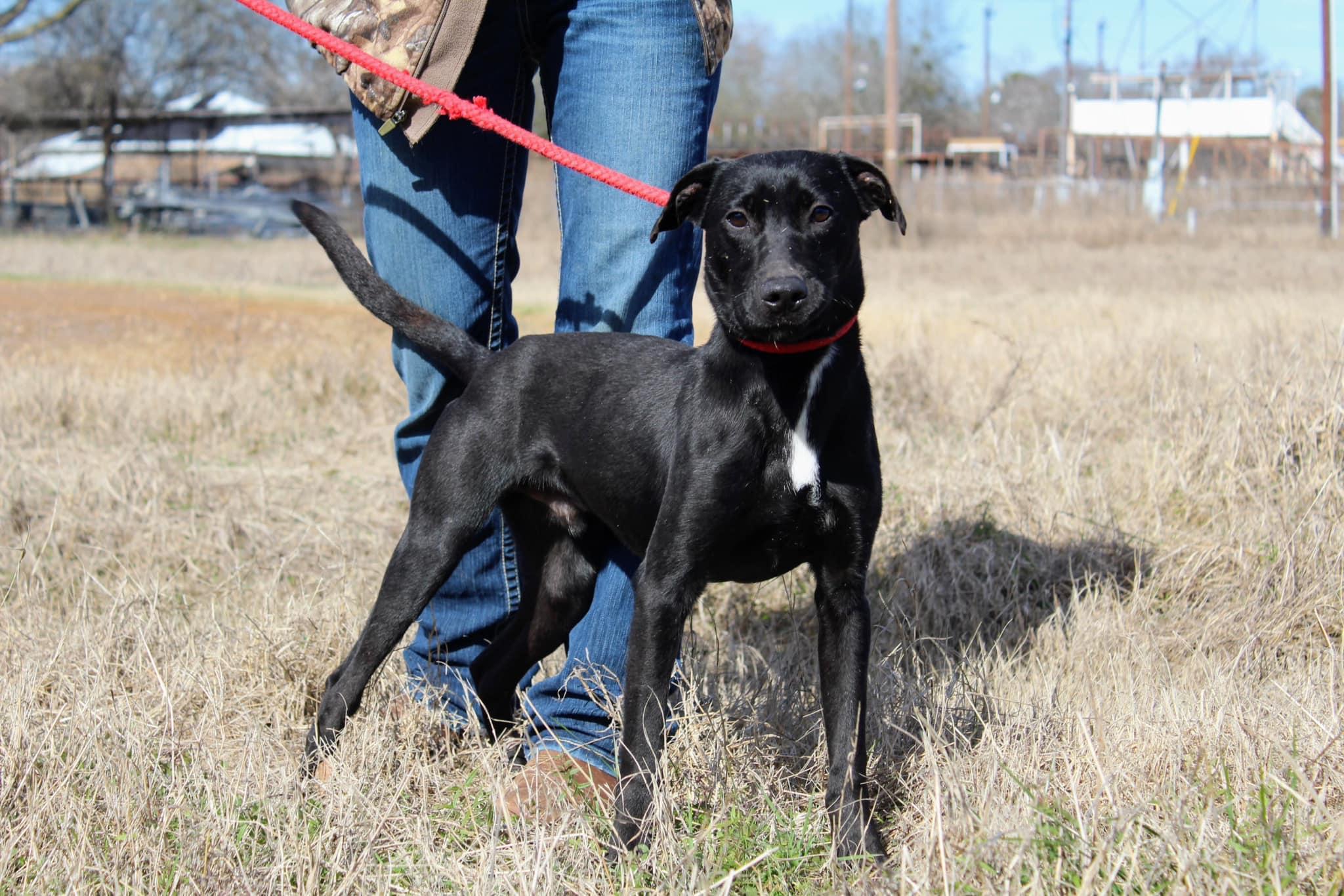 Enlarge Rocky Road, a Adoptable mixed breed in Jacksonville, TX image 1/2