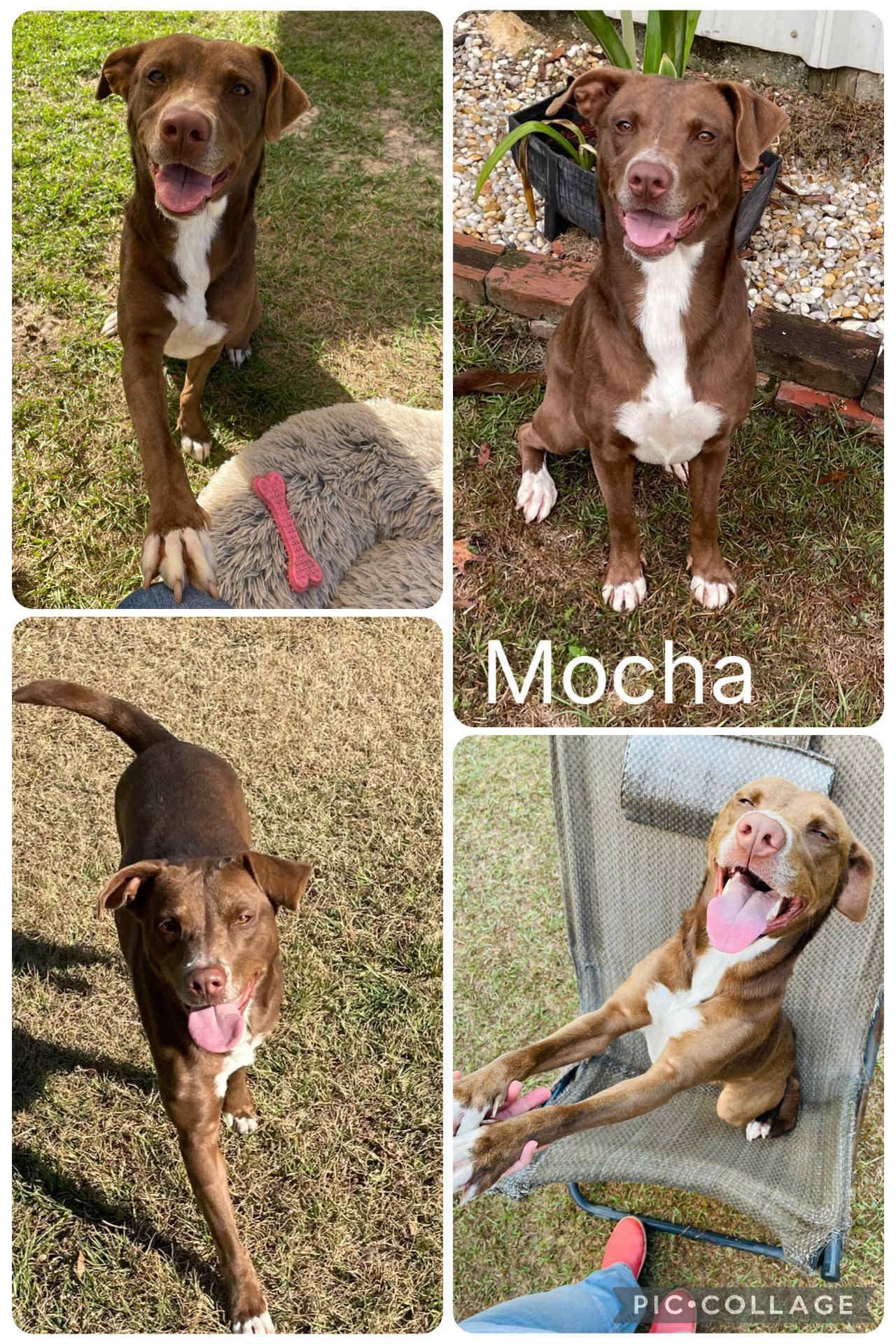 Mocha