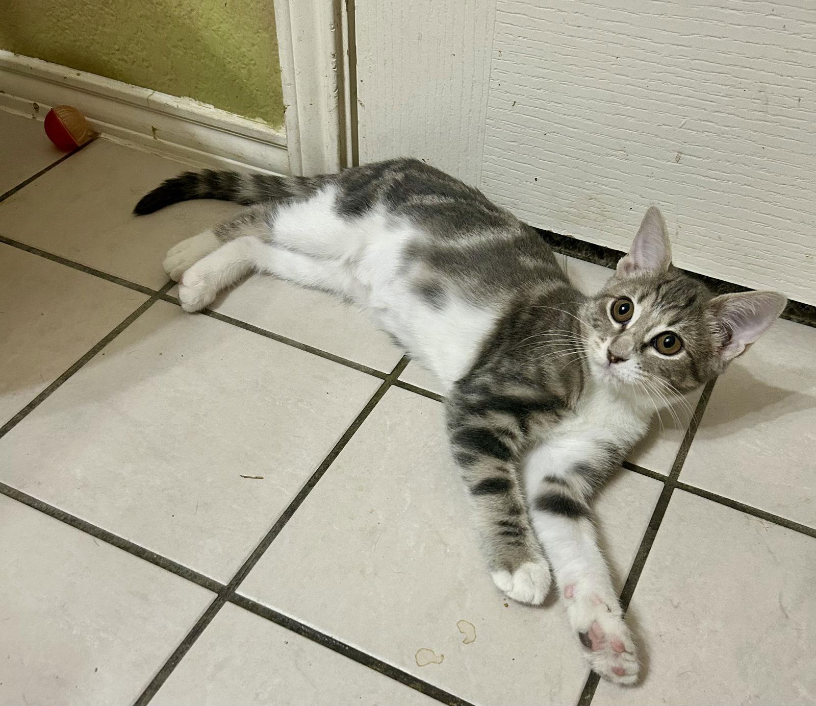 Enlarge Winna, a Adopted mixed breed in Rockwall, TX image 2/3