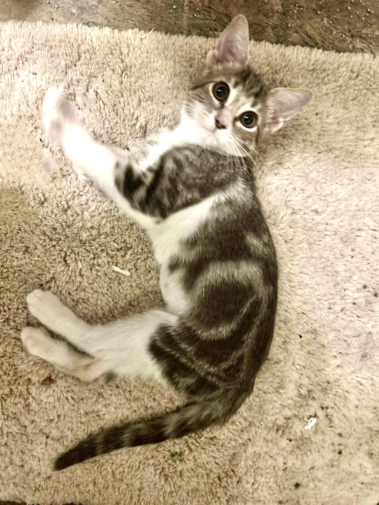 Enlarge Winna, a Adopted mixed breed in Rockwall, TX image 3/3