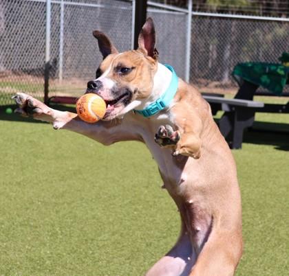 Gold (Project Home Bound), Adoptable, Adult Female Mixed Breed.