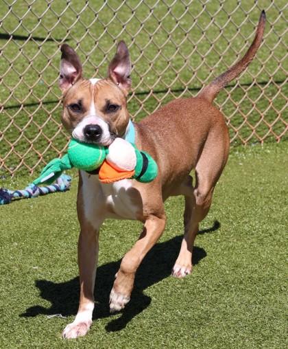 Gold (Project Home Bound), a Adoptable Mixed Breed in Athens, GA image 2/3